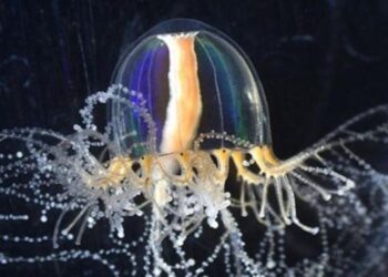 Investigadores en Tokio descubren cómo pueden las medusas regenerar sus tentáculos