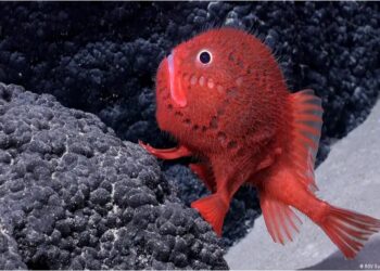 En investigaciones se ha descubierto más de 100 nuevas especies submarinas (+Video)