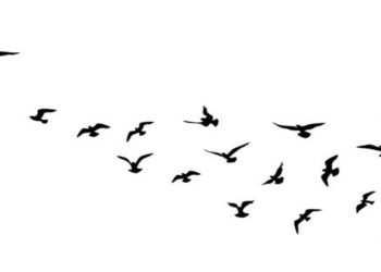 Avifauna en el Zulia ¿Amenazada?