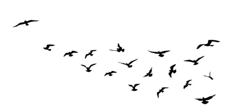 Avifauna en el Zulia ¿Amenazada?