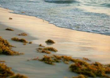 Sargazo: Una Amenaza Creciente para el Mar Caribe