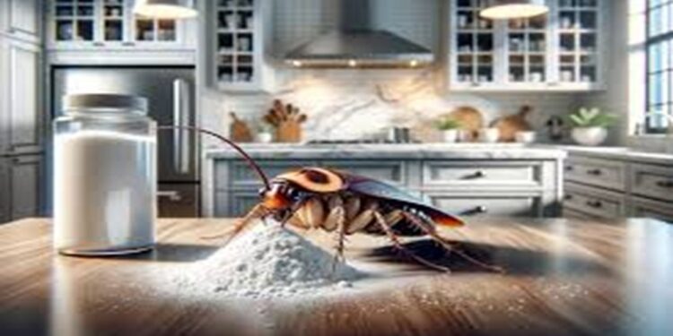 Estos son los usos del ácido bórico si quieres controlar la plaga en casa (+Detalles)
