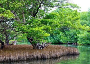 Zulia: Se refuerza barra protectora y bosque costero del Lago de Maracaibo con la siembra de Mangle Rojo