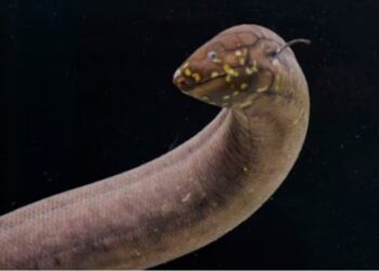 ¡Es de Venezuela! Este pez tiene el genoma animal más grande