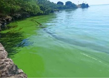 Presencia del verdín en el Lago de Maracaibo enciende las alarmas en el Zulia