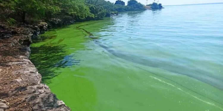 Presencia del verdín en el Lago de Maracaibo enciende las alarmas en el Zulia