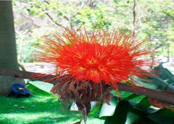 Científicos del Ivic recomiendan no consumir infusiones de rosa de montaña