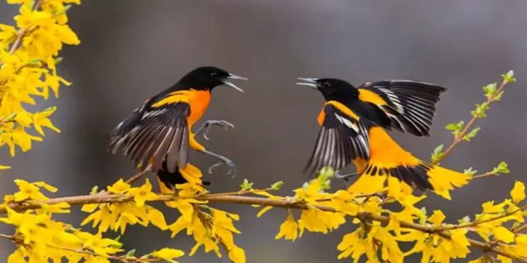 Mérida en el primer lugar del conteo mundial de aves