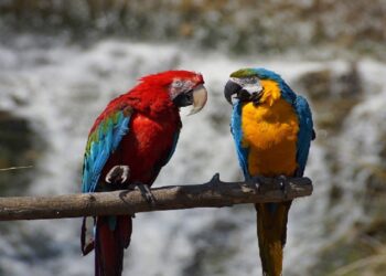 Programa ecosocialista ha reinsertado 42 mil ejemplares de fauna silvestre a su hábitat natural