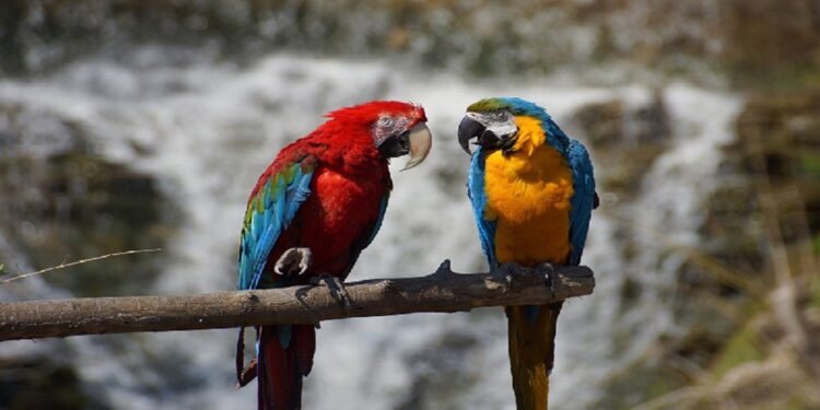 Programa ecosocialista ha reinsertado 42 mil ejemplares de fauna silvestre a su hábitat natural