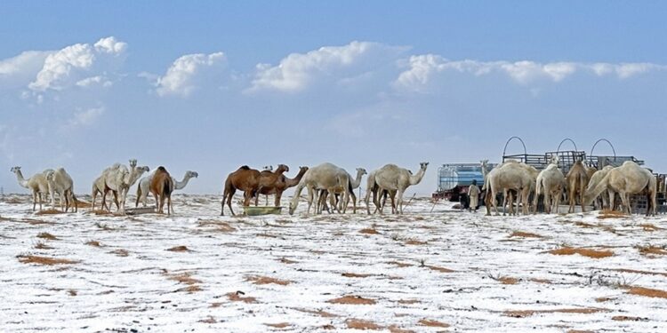 ¡Fenómeno sin precedente! Desierto de Arabia Saudita registra su primera nevada