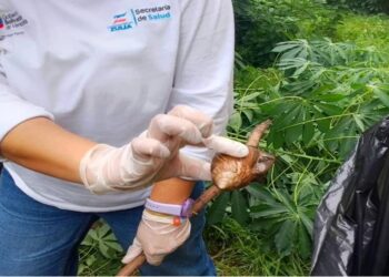 Zulia: Realizan campaña preventiva sobre el caracol gigante africano
