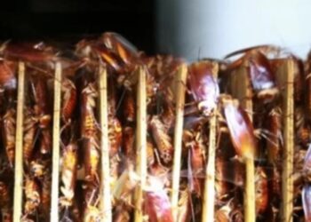 En China criar cucarachas es todo un negocio (+Video)