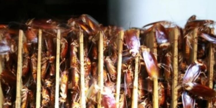 En China criar cucarachas es todo un negocio (+Video)