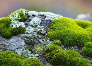 Lanzan campaña sobre conservación del musgo ¡Está en riesgo por tradiciones navideñas!