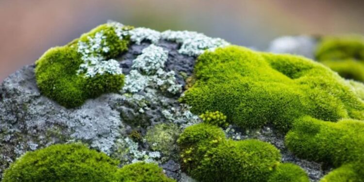 Lanzan campaña sobre conservación del musgo ¡Está en riesgo por tradiciones navideñas!