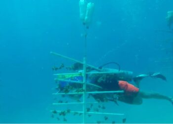 Crean granjas de corales para su conservación || Ecologistas venezolanos están activos