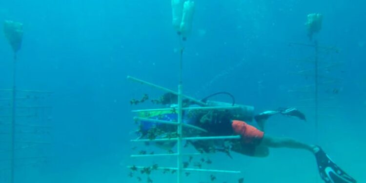 Crean granjas de corales para su conservación || Ecologistas venezolanos están activos