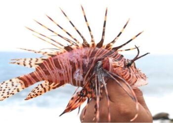 Evalúan proyecto para combatir especies exóticas invasoras acuáticas 
