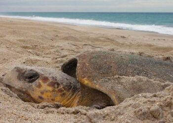 Se impulsa la protección de la fauna silvestre y la biodiversidad en el país