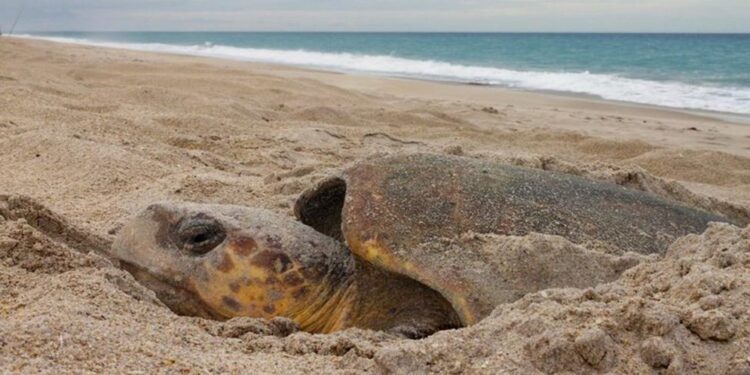 Se impulsa la protección de la fauna silvestre y la biodiversidad en el país