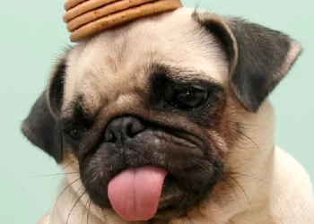 Activan jornada navideña para mascotas este #15Dic