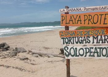 Playas de La Sabana en Caruao en La Guaira preservan desove de tortugas marinas