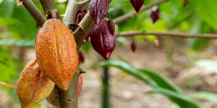 Programa de formación sobre el cacao busca certificar a técnicos y productores