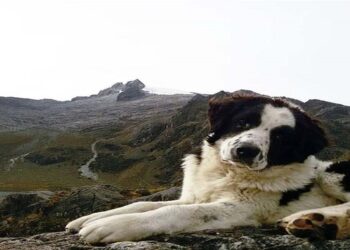 ¡Raza criolla! Misión Nevado invita a dueños de Mucuchíes a certificar a sus peludos en la Federación Canina Venezolana