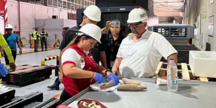 ¡La yuca se convierte en un rubro exportable! Nueve toneladas se envían a España