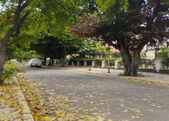Una Arboleda para Maracaibo promueve la siembra de especies coloridas en diferentes puntos de la ciudad
