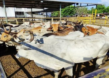 Guárico se ubica como el principal productor agrícola y ganadero de Venezuela