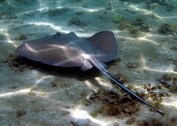 Reportan mantarrayas en playas del municipio Mara ¡Atacaron a dos bañistas!