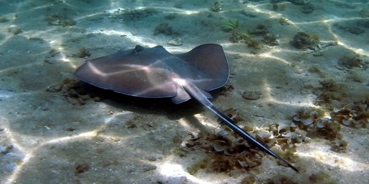 Reportan mantarrayas en playas del municipio Mara ¡Atacaron a dos bañistas!