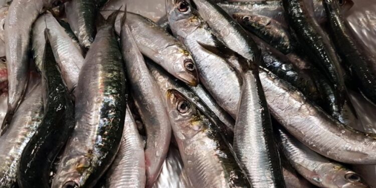 ¡Pescadores garantizan la proteína! Arrancó la temporada de sardina en el país
