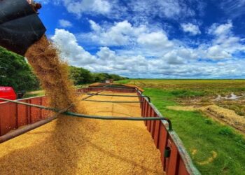 Guárico se ubica como el principal productor agrícola y ganadero de Venezuela