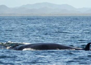 Vea la ballena sardinera cerca de la costa en La Guaira (+Video)