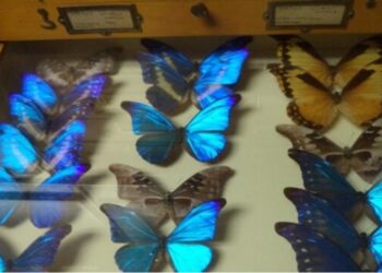 Museo de Zoología Agrícola tiene la mayor colección de insectos de Venezuela