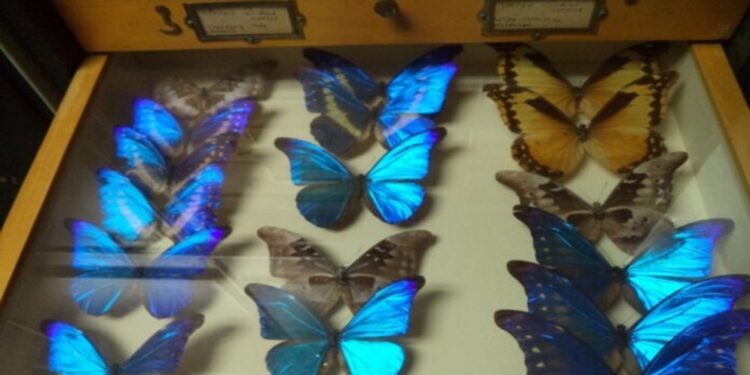 Museo de Zoología Agrícola tiene la mayor colección de insectos de Venezuela