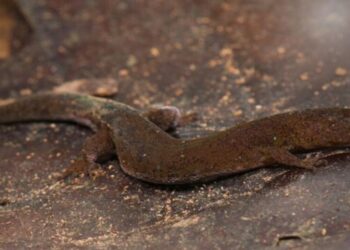 Descubren nueva especie de lagartija en Venezuela