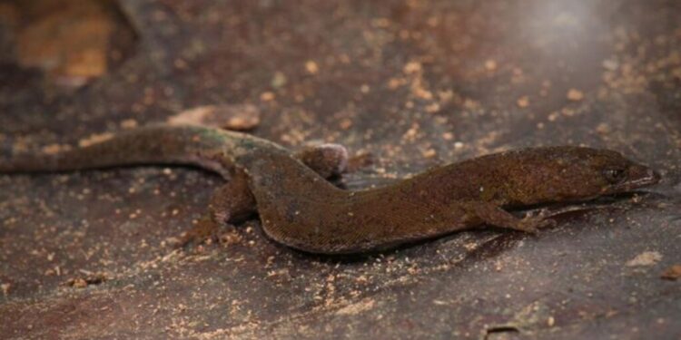 Descubren nueva especie de lagartija en Venezuela