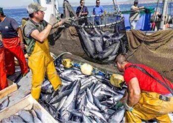 Exportación de pescado hacia Europa fortalece el aparato productivo