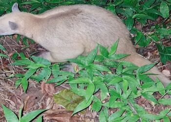 Tamandua retorna al Parque Nacional Henri Pittier