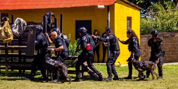 Unidad K 9 de la División de Investigación Contra Drogas del Cicpc está al servicio de la investigación penal