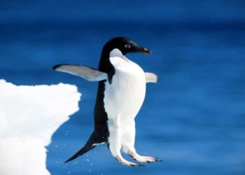 ¡Ocurrió en Río de Janeiro! Pingüino de Magallanes sorprende a bañistas en playas de Arpoador (+Video)