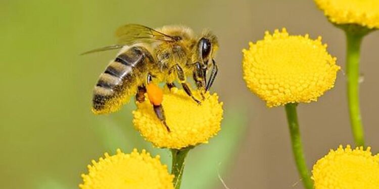 Científicos desarrollan estrategias para proteger a las abejas y fortalecer sus colonias ante crisis climática