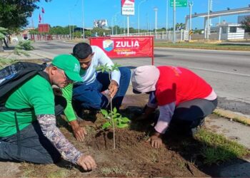 Gobernación del Zulia despliega plan de arborización en el corredor vial La Limpia en Maracaibo