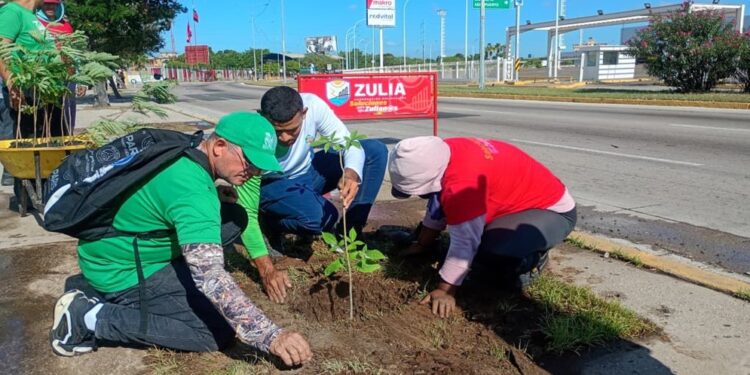Gobernación del Zulia despliega plan de arborización en el corredor vial La Limpia en Maracaibo