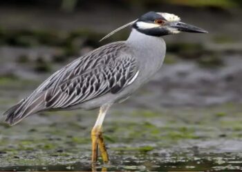 Nueva especie de garza se ubica en La Sabana