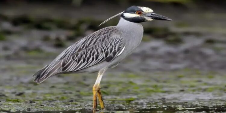 Nueva especie de garza se ubica en La Sabana